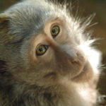 Stem Cells heal five damaged monkey hearts