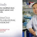 Growth factor-modified stem cells help repair spinal cord injuries in rats