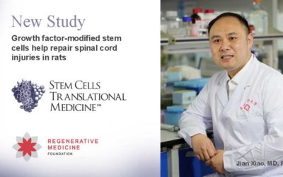 Growth factor-modified stem cells help repair spinal cord injuries in rats