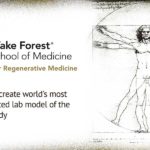 Wake Forest scientists create world’s most sophisticated lab model of the human body Wake Forest scientists create world’s most sophisticated lab model of the human body