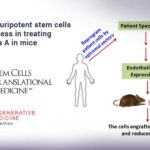 Induced pluripotent stem cells show success in treating hemophilia A in mice Induced pluripotent stem cells show success in treating hemophilia A in mice