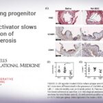 Pre-treating progenitor cells with protein-activator slows progression of atherosclerosis