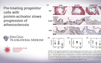 Pre-treating progenitor cells with protein-activator slows progression of atherosclerosis