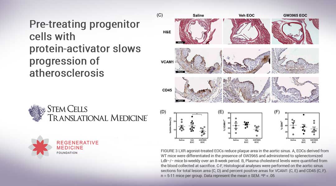 Pre-treating progenitor cells with protein-activator slows progression of atherosclerosis