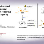 Antioxidant-primed stem cells show promise in repairing bone damaged by radiation