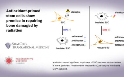 Antioxidant-primed stem cells show promise in repairing bone damaged by radiation