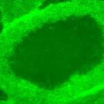 Nobel laureate calls for research funds to solve the mystery of aging