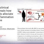 Phase 1 clinical study reveals how stem cells alleviate COPD inflammation in humans Phase 1 clinical study reveals how stem cells alleviate COPD inflammation in humans