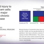 Repeated injury to airway stem cells could be major factor in chronic lung disease Repeated injury to airway stem cells could be major factor in chronic lung disease