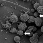 Decades of research show common stem cells could fuel advances in regenerative medicine Decades of research show common stem cells could fuel advances in regenerative medicine