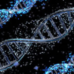 RNA Control Switch: Engineers Devise a Way To Selectively Turn On Gene Therapies in Human Cells RNA Control Switch: Engineers Devise a Way To Selectively Turn On Gene Therapies in Human Cells