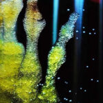 Stem cell memories may drive wound repair, and also chronic disease