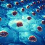 Using fungal vaccine to train stem cells and enhance immune response to infections Using fungal vaccine to train stem cells and enhance immune response to infections