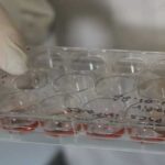 Researchers engineer human spinal cord implants to treat paralysis