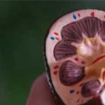 Kidney-Like 3D Tissue Created From Stem Cells