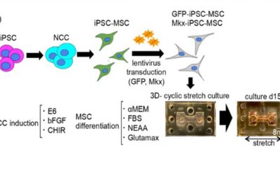 Generation of a tendon-like tissue from human iPS cells