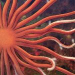 Tufts Researchers Discover New Function Performed by Nearly Half of Brain Cells Tufts Researchers Discover New Function Performed by Nearly Half of Brain Cells