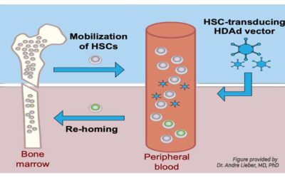 The future of blood stem cell gene therapy is in vivo