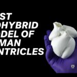 A major step forward for organ biofabrication