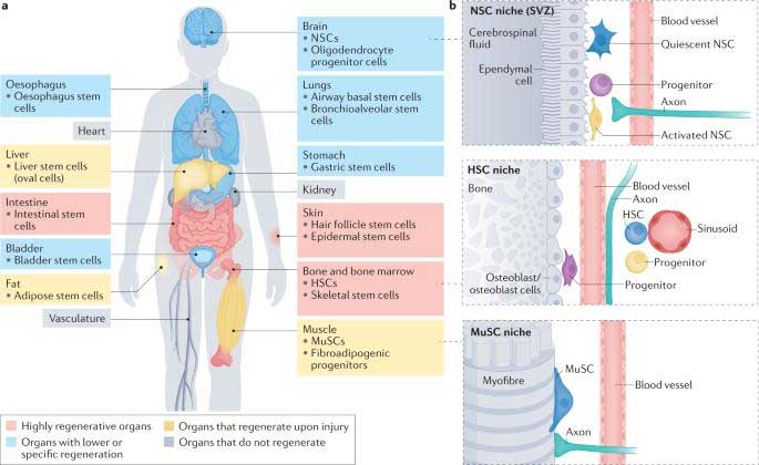 Ageing and rejuvenation of tissue stem cells and their niches