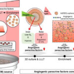 Increasing angiogenic efficacy of conditioned medium using light stimulation of human adipose-derived stem cells Increasing angiogenic efficacy of conditioned medium using light stimulation of human adipose-derived stem cells