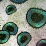 How an experimental treatment beat a little girl’s cancer How an experimental treatment beat a little girl’s cancer