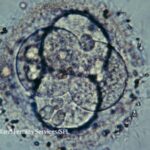 Beyond CRISPR babies: how human genome editing is moving on after scandal