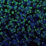 Bacterial ‘Nanosyringe’ Could Deliver Gene Therapy to Human Cells