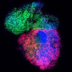 Student view: Growing mini human hearts from stem cells