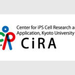Micro-patterning-a new system to induce alveolar and airway epithelial cells