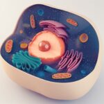 New stem cell transplant approach may expand donor pool for high-risk blood cancer patients New stem cell transplant approach may expand donor pool for high-risk blood cancer patients